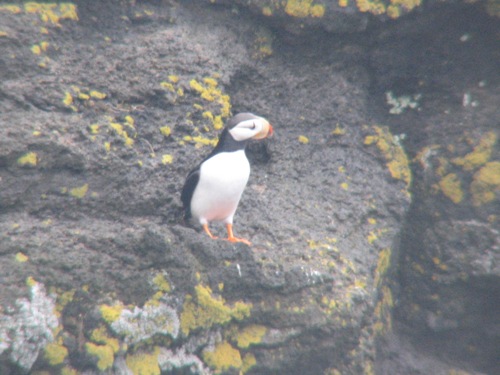 Horned Puffin