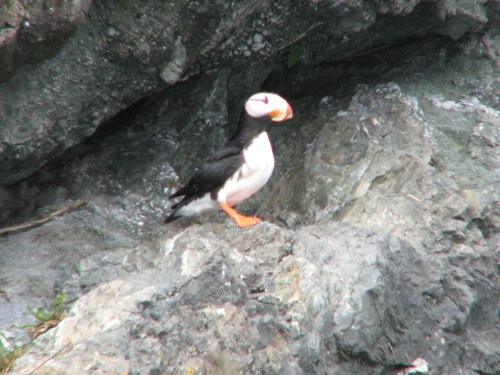 Horned Puffin