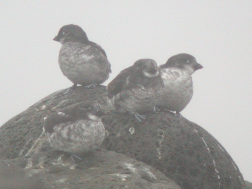 Least Auklet, Pribilofs