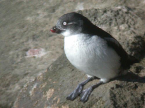 Least Auklet, Pribilofs