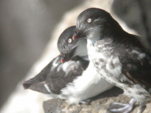 Least Auklet