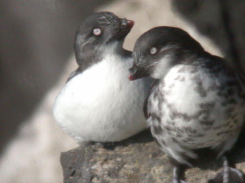 Least Auklet, Pribilofs