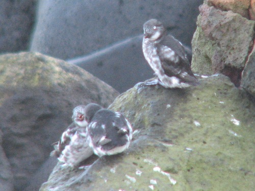 Least Auklet, Pribilofs