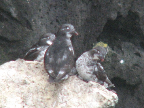 Least Auklet, Pribilofs