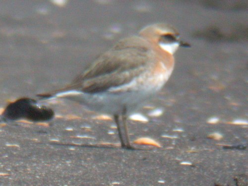 Lesser Sand-Plover, Pribilofs