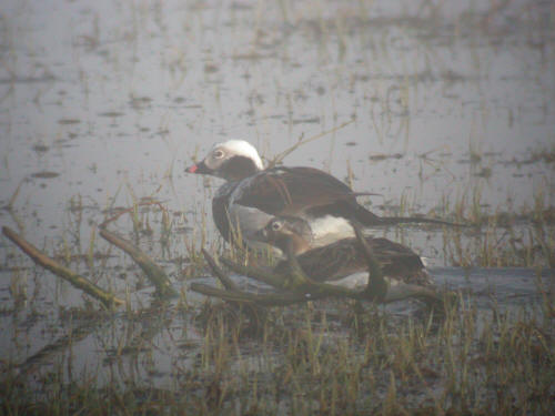 Long-tailed Ducks, Pribilofs