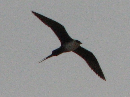 Long-tailed Jaeger