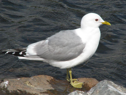 Mew Gull