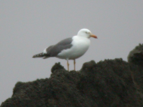 Lesser Black-backed Gull, Barrow