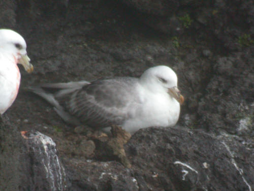 Northern Fulmar, Pribilofs