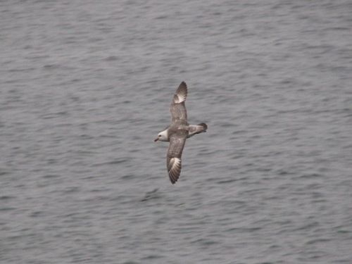 Northern Fulmar, Pribilofs