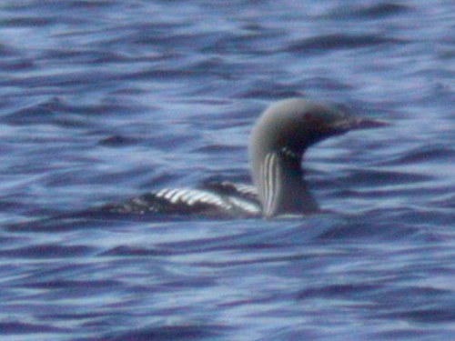 Pacific Loon