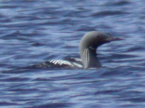 Pacific Loon