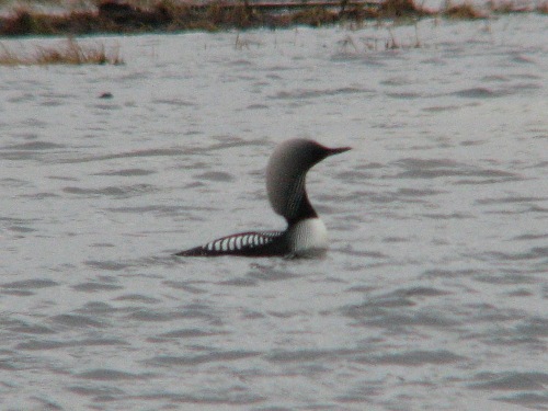 Pacific Loon, Barrow