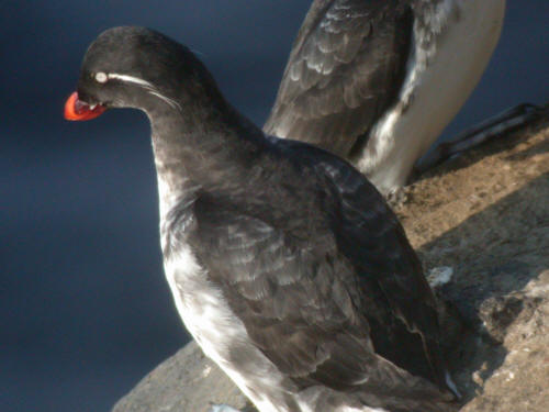 Parakeet Auklet, Pribilofs