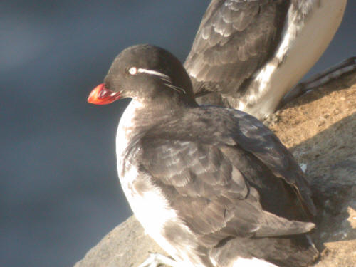 Parakeet Auklet, Pribilofs