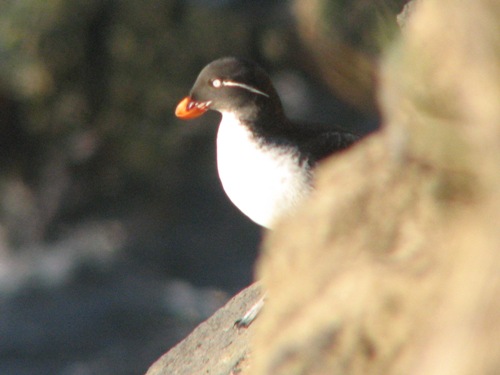 Parakeet Auklet, Pribilofs