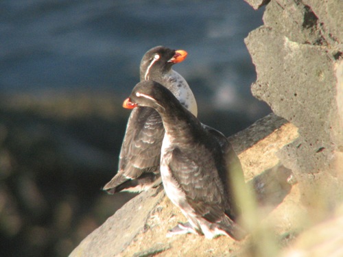 Parakeet Auklet, Pribilofs