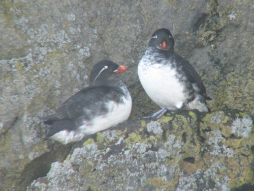 Parakeet Auklet, Pribilofs