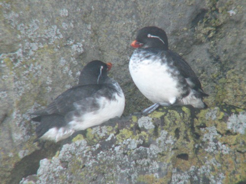 Parakeet Auklet, Pribilofs