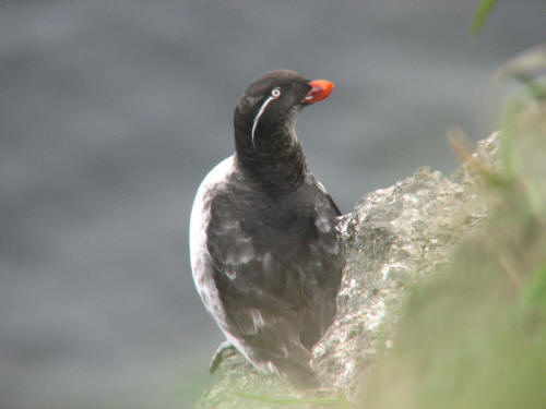 Parakeet Auklet, Pribilofs