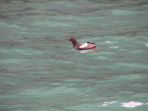 Pigeon Guillemot