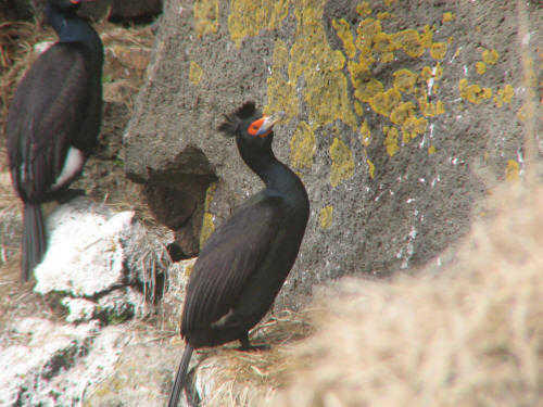 Red-faced Cormorant, Pribilofs