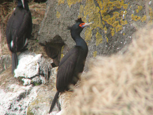 Red-faced Cormorant, Pribilofs