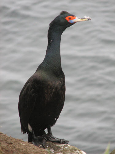 Red-faced Cormorant, Pribilofs