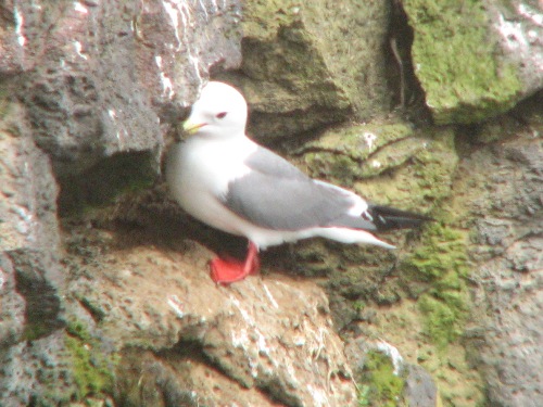 Red-legged Kittiwake