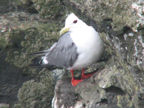 Red-legged Kittiwake, Pribilofs