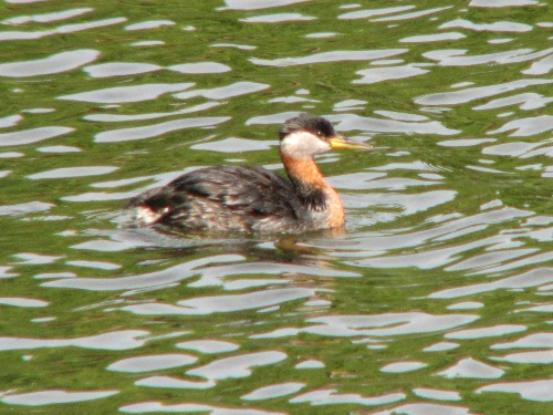 Red-necked Grebe