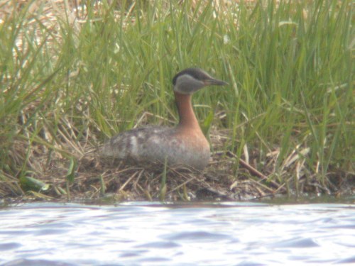 Red-necked Grebe