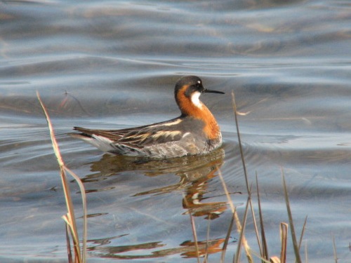 Red-necked Phalarope, Pribilofs