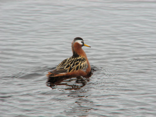 Red Phalarope, Barrow