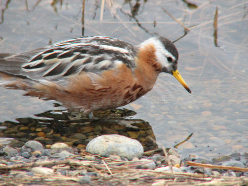 Red Phalarope