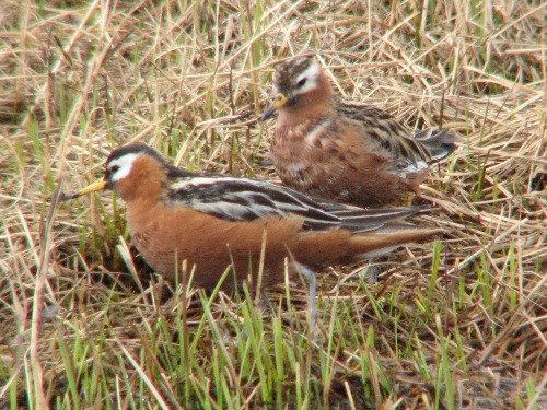 Red Phalarope, Barrow