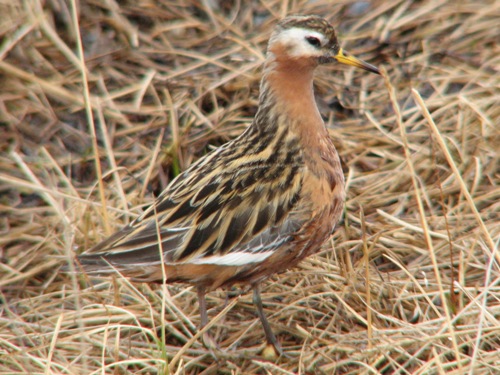 Red Phalarope, Barrow