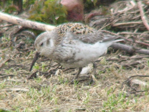 Rock Sandpiper