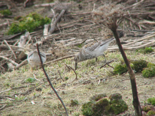 Rock Sandpiper, Pribilofs