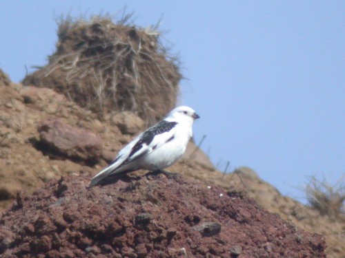 Snow Bunting, Pribilofs