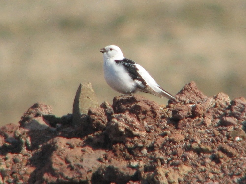 Snow Bunting, Pribilofs