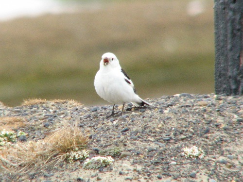 Snow Bunting, Barrow