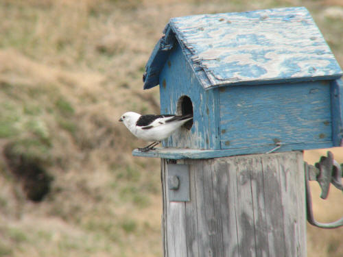 Snow Bunting, Barrow