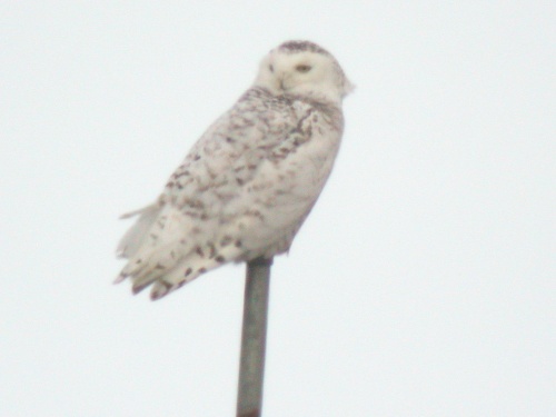 Snowy Owl, Barrow