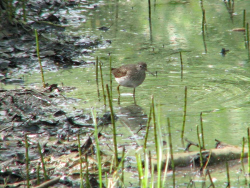 Solitary Sandpiper