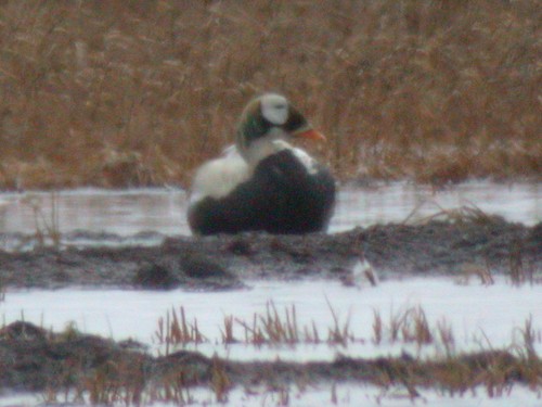 Spectacled Eider, Barrow