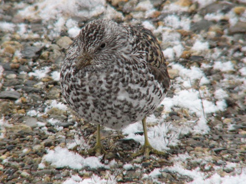 Surfbird, Nome