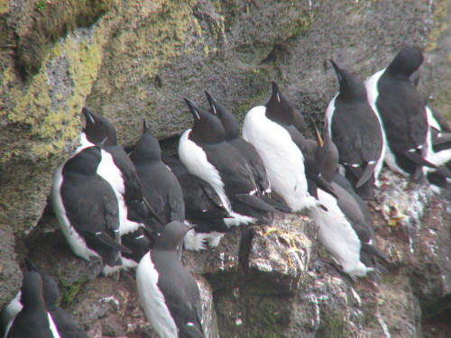 Thick-billed Murre, Pribilofs