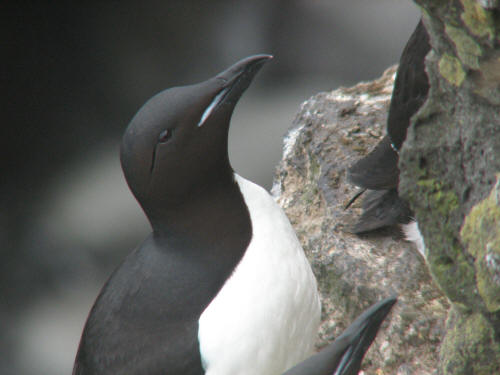 Thick-billed Murres